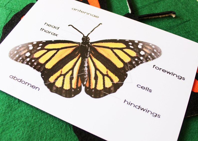A butterfly body parts and life cycle felt board bundle Etsy