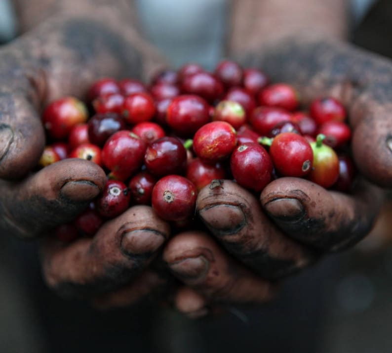 5 lbs of Authentic Jamaica Blue Mountain Coffee - Customize Your Order! All Orders Are shops Shipped Within 24 Hours Of Roasting!