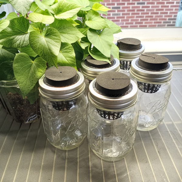 Hydroponic Kratky Starter Kit