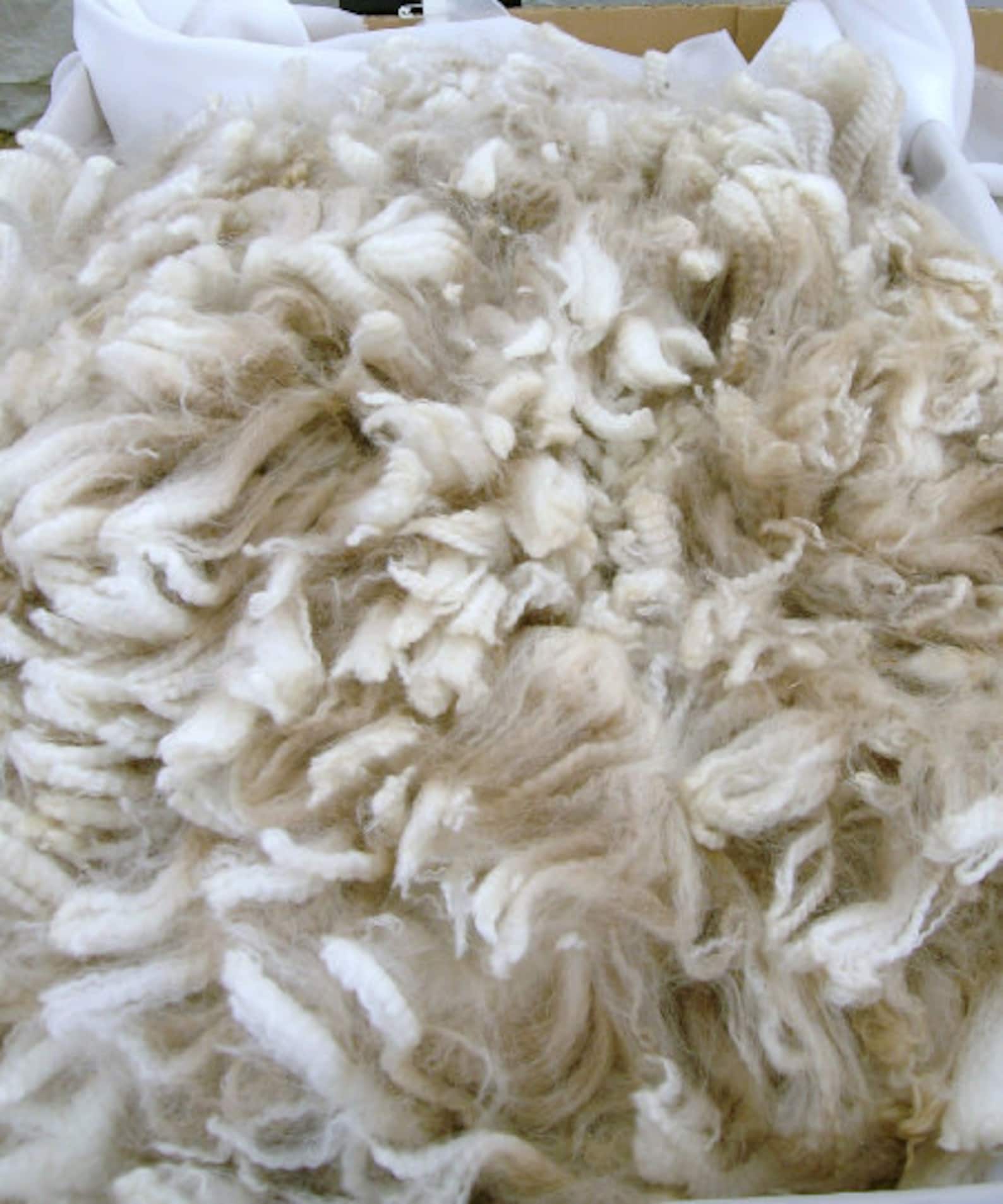 Alpaca Fleece 1 LB. Various colors. Farm to U. Organic Etsy