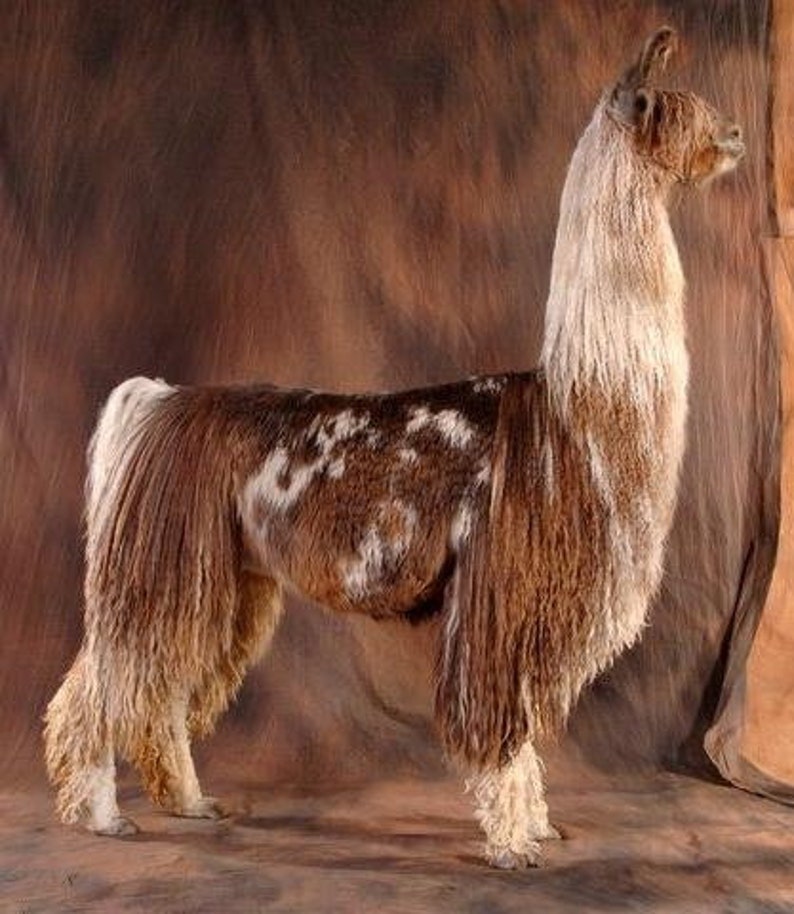 Alpaca Fleece 1 LB. Various colors. Farm to U. Organic Etsy