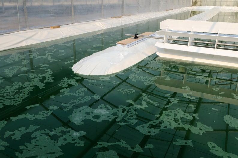 Marine Phytoplankton Powder 100 gram imagem 5