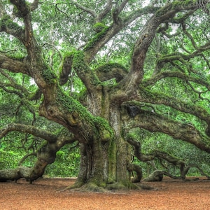 Angel Oak - Famous Tree on Johns Island | Charleston South Carolina Low Country | Landscape Pictures / Photographs | Home Decor Wall Art