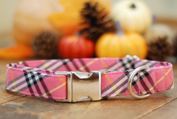 cutest puppy in the world 2018