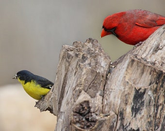Cardinal and Lesser Finch