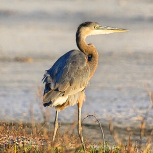 Great Blue Heron