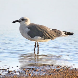 Seagull