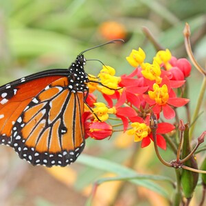 Monarch Butterfly