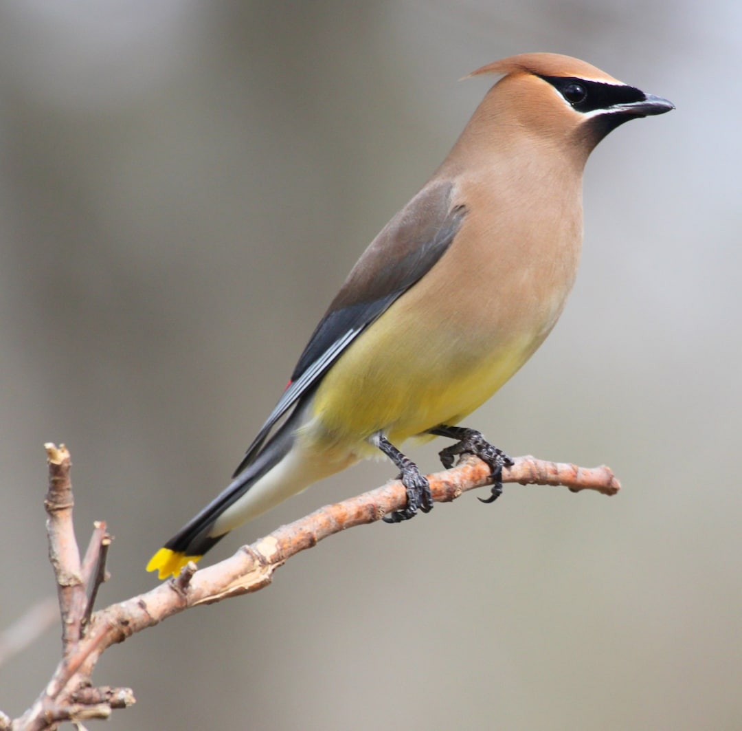 Cedar Waxing - Etsy