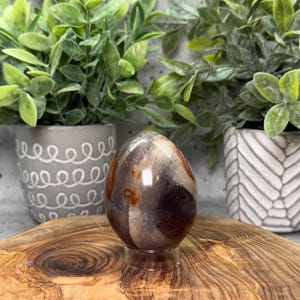 Può includere: Una pietra lucida a forma di uovo con una miscela di tonalità marroni, grigie e rossastre. La pietra è esposta su un supporto trasparente, sullo sfondo di piante verdi in vasi decorativi. L'uovo è alto circa 7.6 cm.