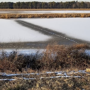 Animal Tracks, Blackwater National Wildlife Refuge - Photograph