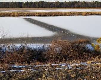 Animal Tracks, Blackwater National Wildlife Refuge - Photograph