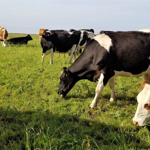 Grazing Cattle on a Pembrokeshire Farm - Photograph