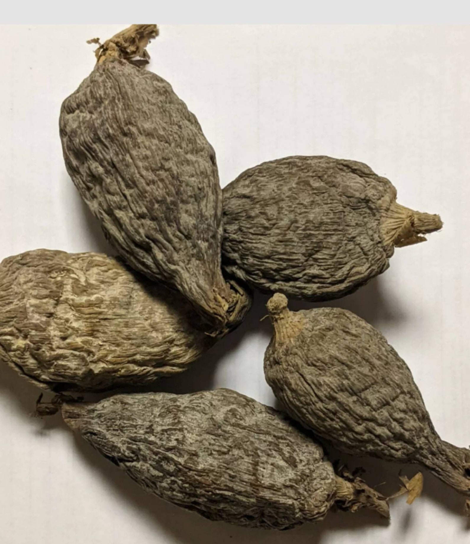 Poivre alligator africain Atare/Mbongo Spice/Hepper - Etsy France