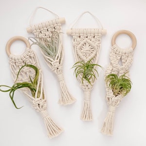 Pode incluir: Quatro suportes de plantas de macramé com anéis de madeira, cada um com uma pequena planta de ar. Os suportes são feitos de cordão de algodão branco natural e têm uma franja na parte inferior.
