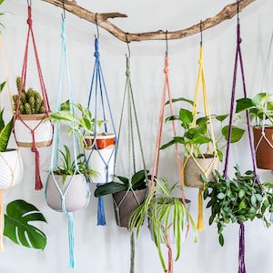May include: A collection of eight hanging plant macrame planters in various colors, including cream, red, blue, green, gray, yellow, purple, and white. Each planter holds a different type of plant, including a snake plant, a cactus, a pothos, and a spider plant.