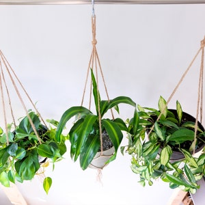 Simple Plant Hanger, Hanging Planter Indoor Plants, Macrame Plant Hanger Set for Houseplants & Hanging Plant, Rustic Minimalist Plant Holder image 7