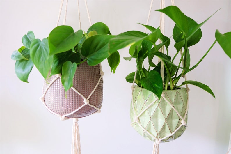 May include: Two potted plants hanging from macrame plant hangers. The plant on the left is in a mauve pot and the plant on the right is in a light green pot.