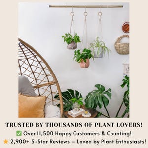 May include: Three macrame plant hangers with green plants hanging from a gold metal rod. The hangers are made of white cotton cord and have a simple knot design. The plants are in terracotta pots. The background is a white wall with a wicker chair and a large green plant in the foreground.