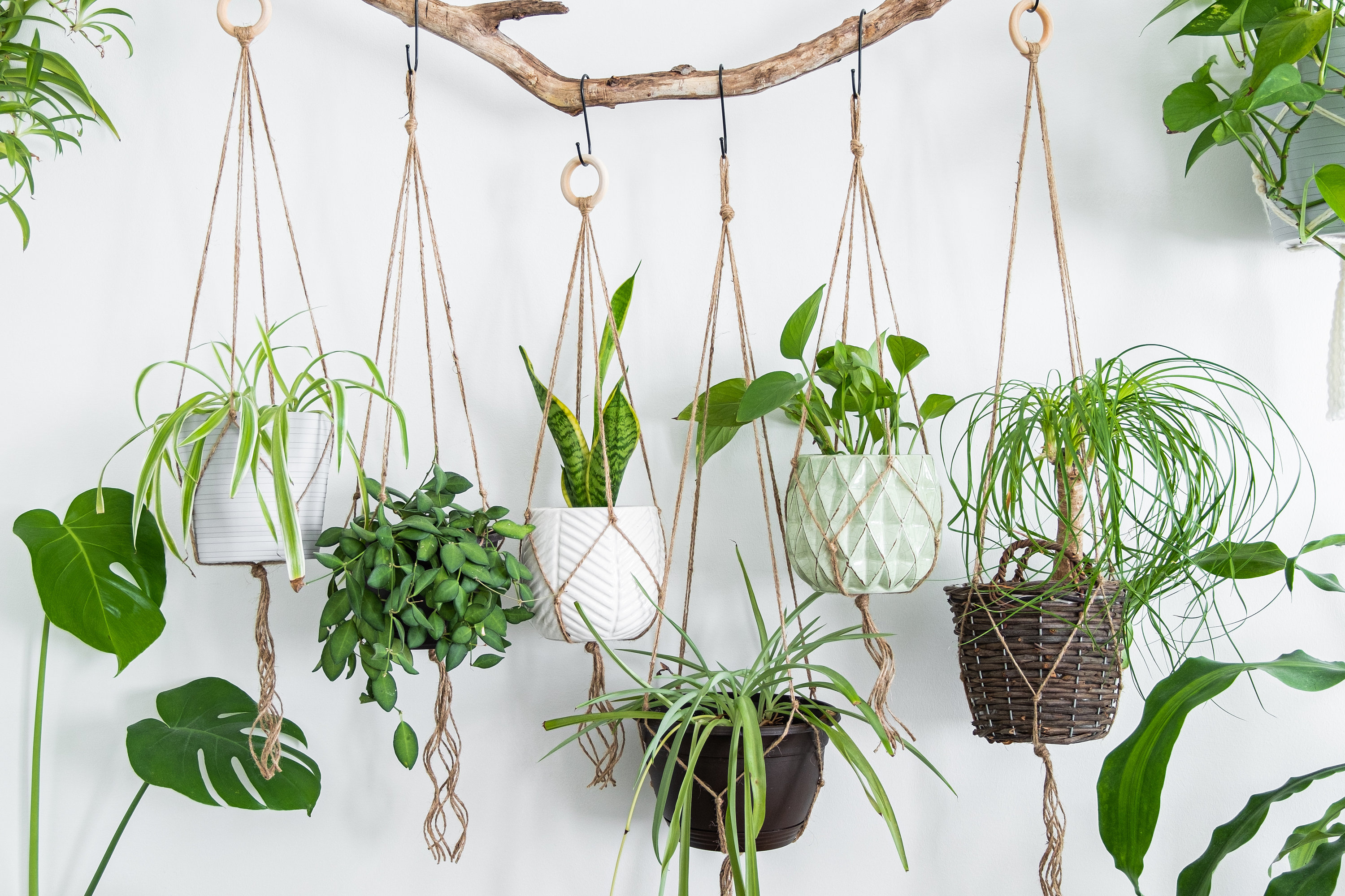 Minimalist Macrame Plant Hanger, Simple Hanging Planter Indoor Plants ...