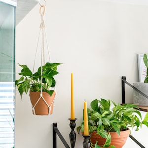 May include: A white macrame plant hanger with a wooden ring hangs from a hook on a white wall. A terracotta pot with a green plant is hanging from the macrame hanger. Two candlesticks with yellow candles are on a wooden shelf with black metal brackets. The shelf is attached to the white wall. The text "Please note: plant hangers do not come with pots & plants." is written on the wall above the hanger.