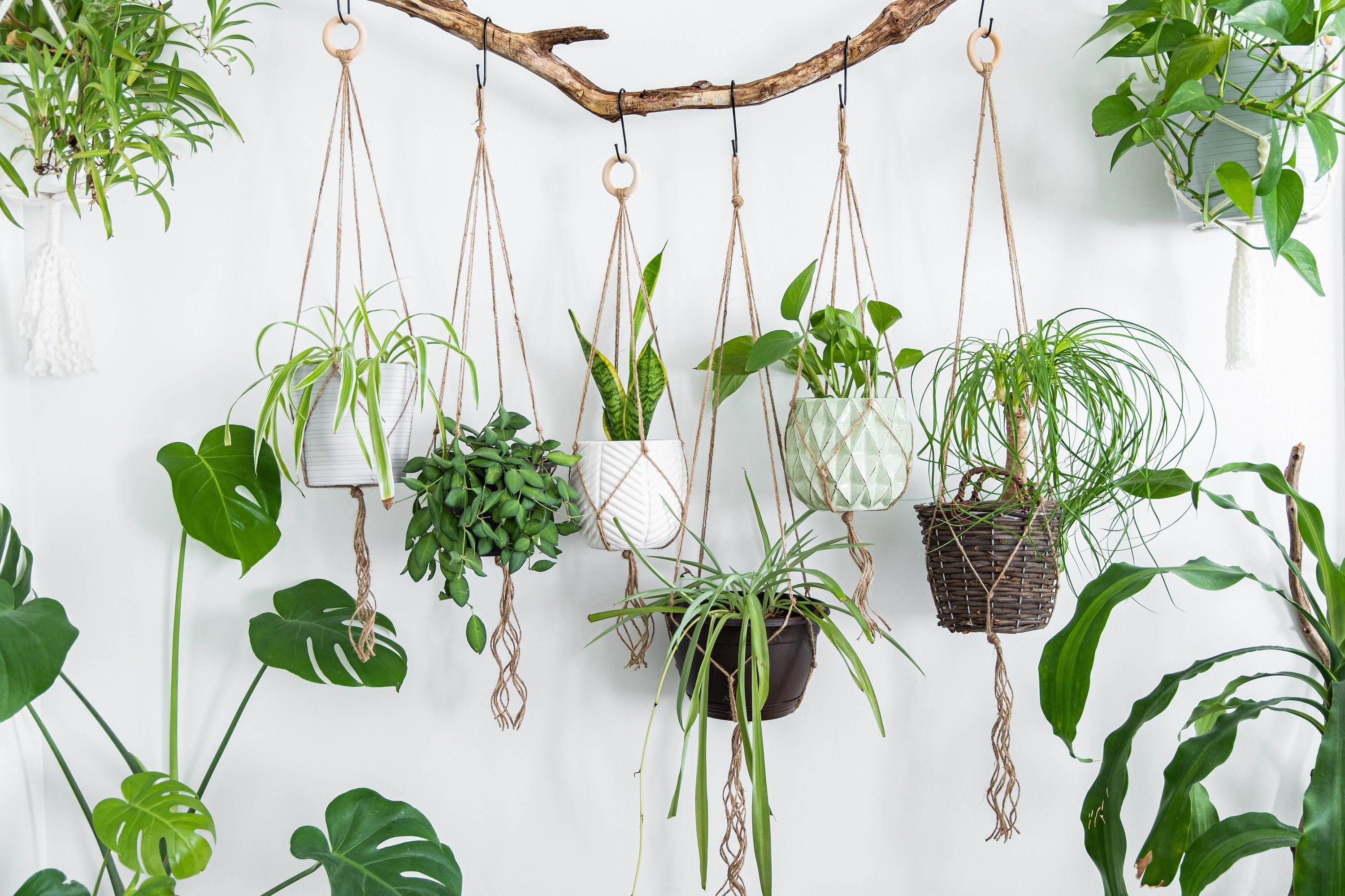 Macetas colgantes Yute plantas de interior cuerda colgante baño dormitorio  cocina techo maceteros naturales de hierbas -  México