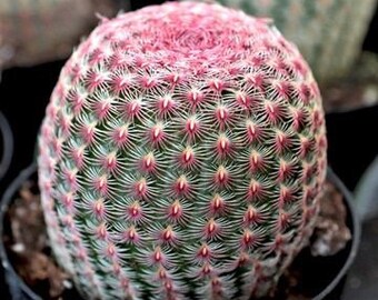 Medium Rainbow Hedgehog Cactus Echinocereus Rigidissimus Rubrispinus 3.5/" pot