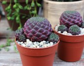 Sulcorebutia rauschii - Cactus Succulent Live Plant