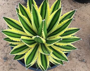 Agave Lophantha Quadricolor plant - Thorn-Crested Center Stripe Agave - Live Plant with roots