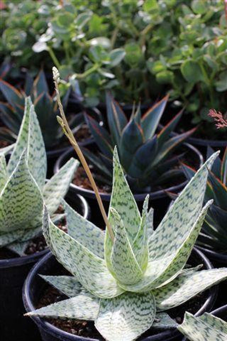 Aloe �Delta Lights� Cactus Suculent Live PlantFree Etsy