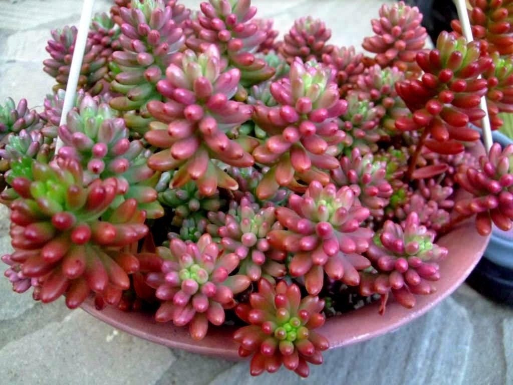 Sedum Aurora Jelly Bean Plant 2 Cuttings Etsy Singapore