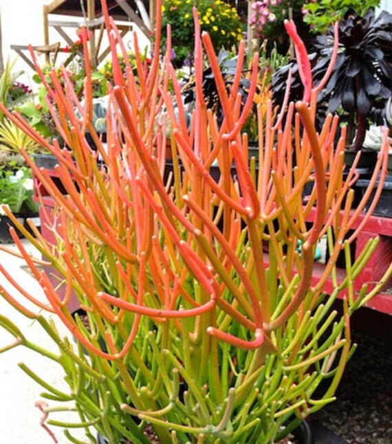 Euphorbia tirucalli ‘Firesticks’ Plant Live | Etsy