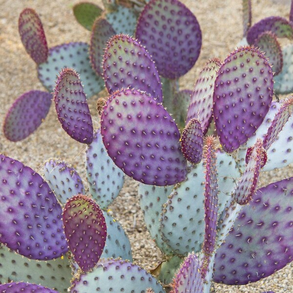 Opuntia - Etsy