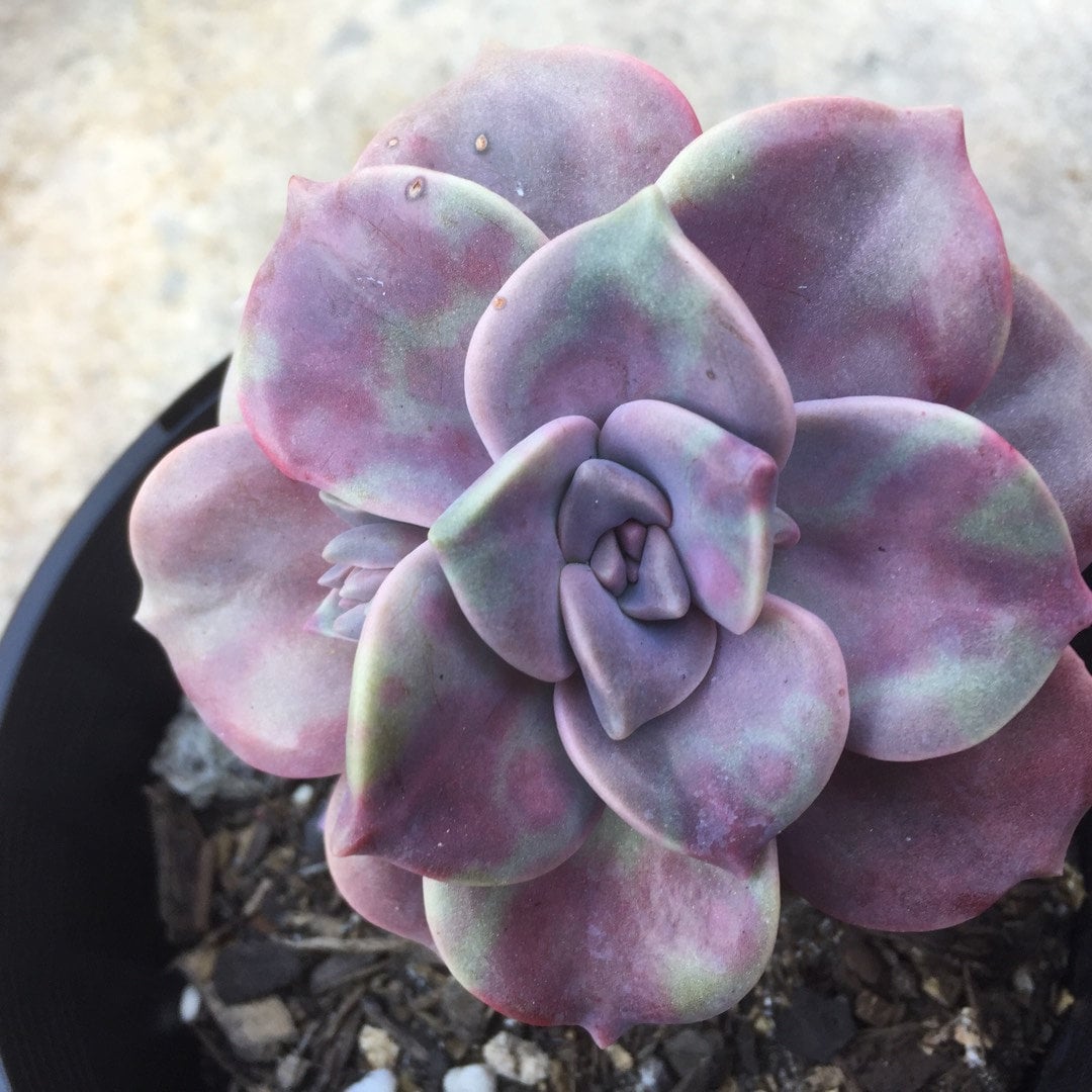 Magumbos Delight