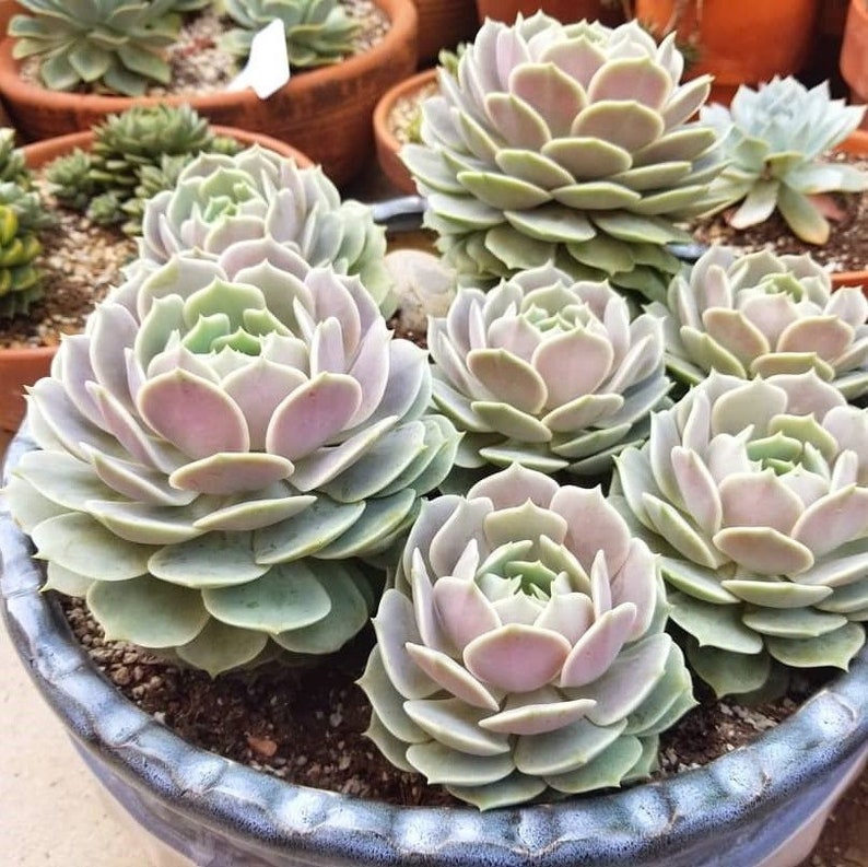 Echeveria Lola Plant Live SucculentFree Worldwide Shipping Etsy
