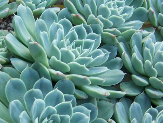 Echeveria elegans /'Mexican Snowball/'