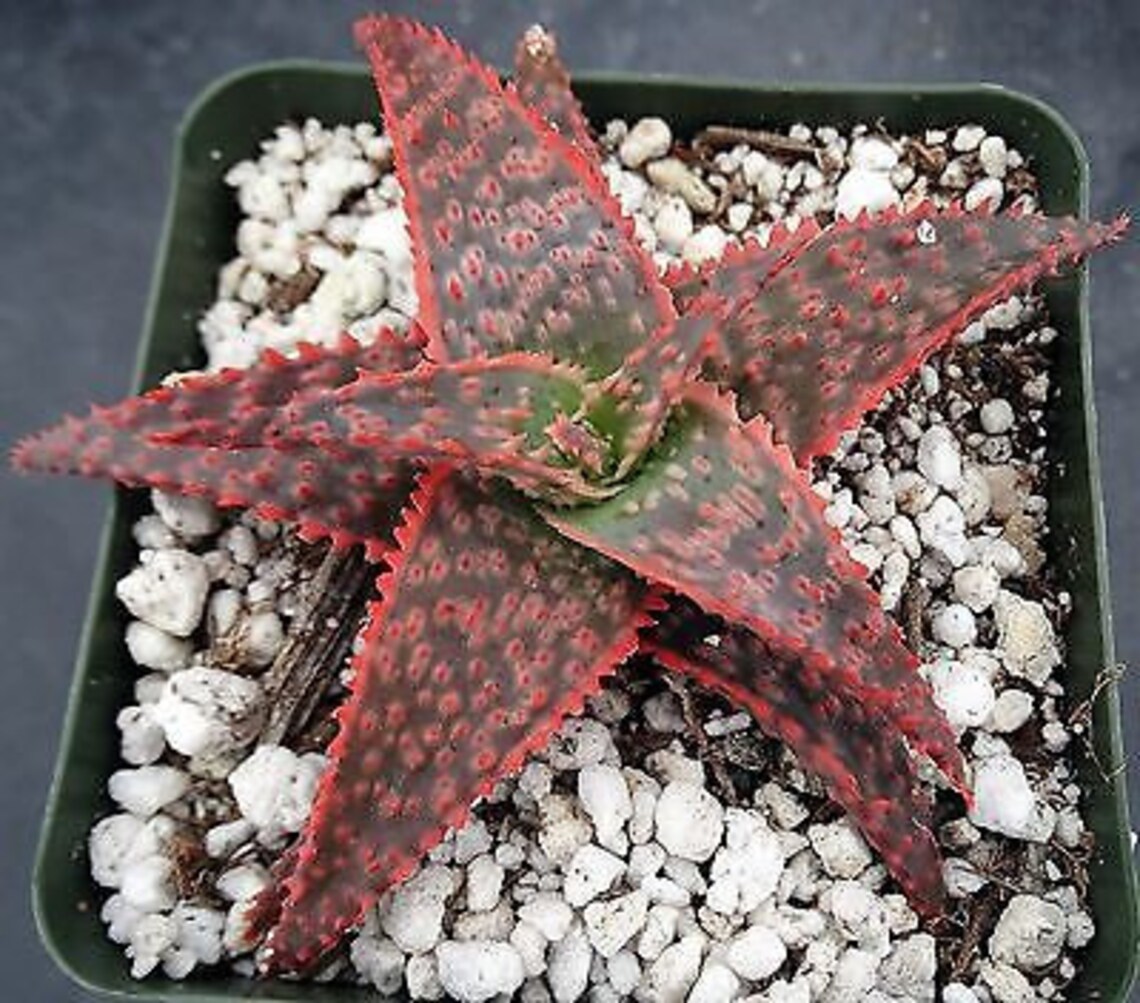 Aloe Christmas Carol plant Cactus Succulent Live Plant with Etsy