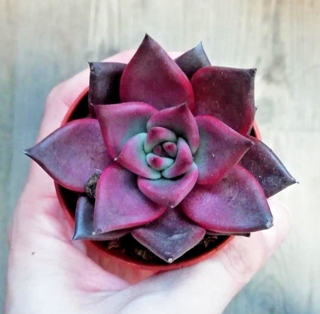 Echeveria Taurus Plant Rare Cactus Succulent Live Plant Etsy