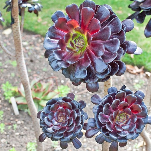 Succulent Live Plant Aeonium Arboreum 1 Cutting - Etsy