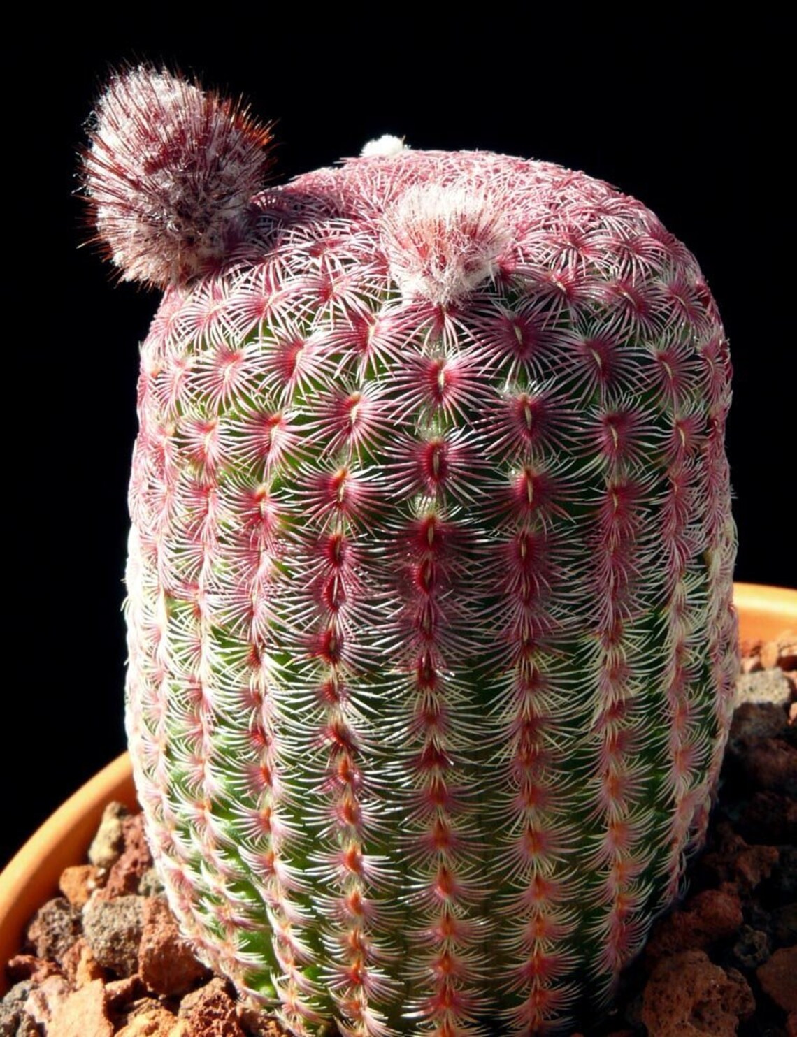 Echinocereus Rigidissimus Rubrispinus Rainbow Hedgehog Cactus Etsy