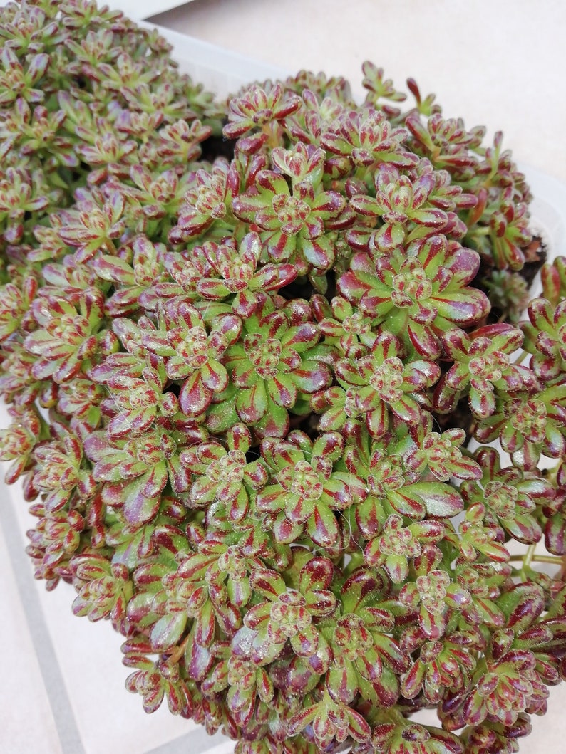 Succulent Live Plant Aeonium Sedifolium dwarf Aeonium 1 - Etsy
