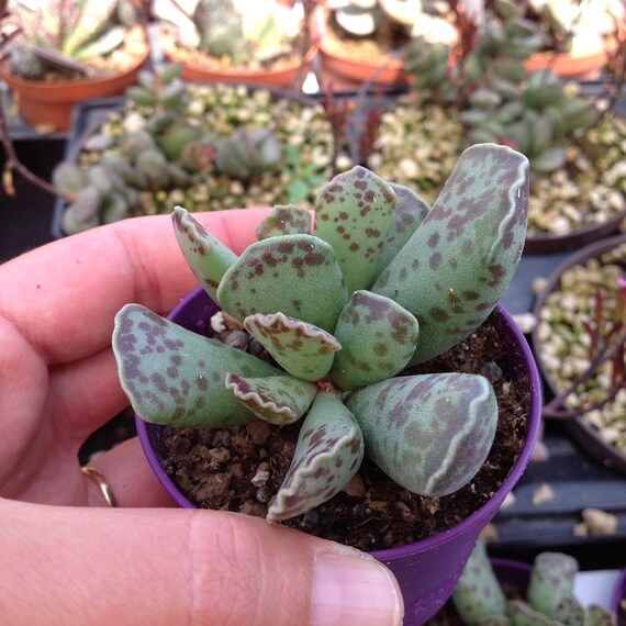 Adromischus cooperi Planta viva con maceta Cactus Suculent | Etsy
