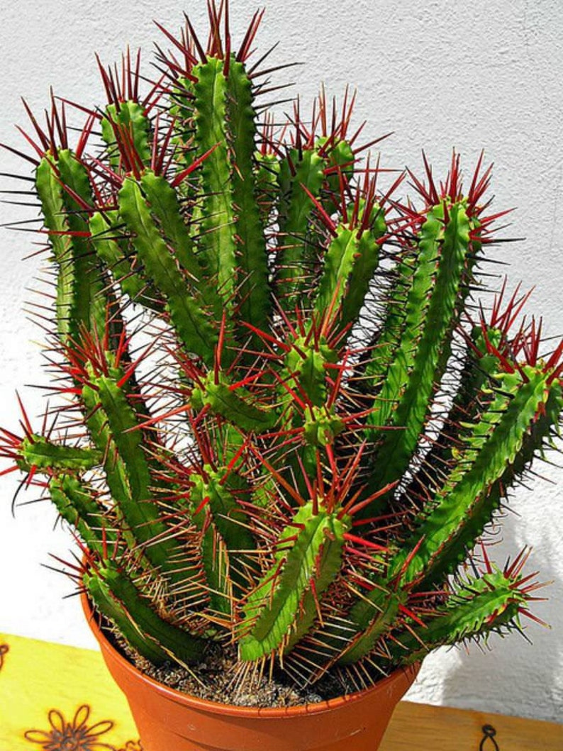 Euphorbia Enopla Plant Good Luck Cactus Live Succulent Plant Etsy