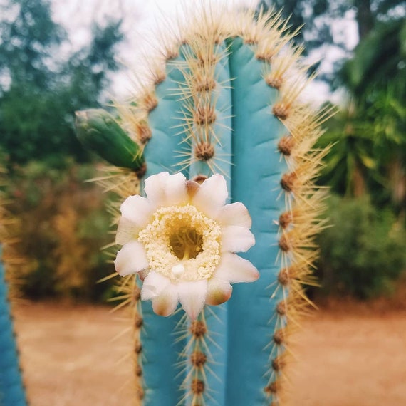 Cactus Azul Brasileño Pilosocereus Pachycladus Azureus - Etsy México