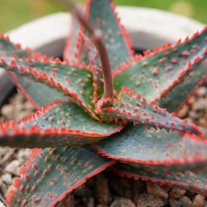 Aloe Christmas Carol plant Cactus Succulent Live Plant with | Etsy