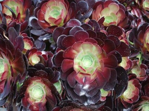 Planta viva suculenta Aeonium Arboreum Rosa negra 1 corte - Etsy España