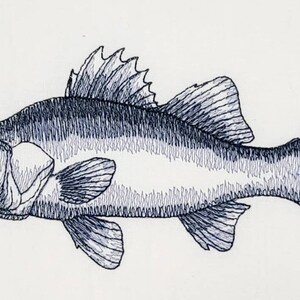 May include: A detailed pen and ink illustration of a fish. The fish has a streamlined body with a dorsal fin, pectoral fins, and a forked tail. The artwork uses cross-hatching to create texture and shading, with a focus on the fish's scales and fins.