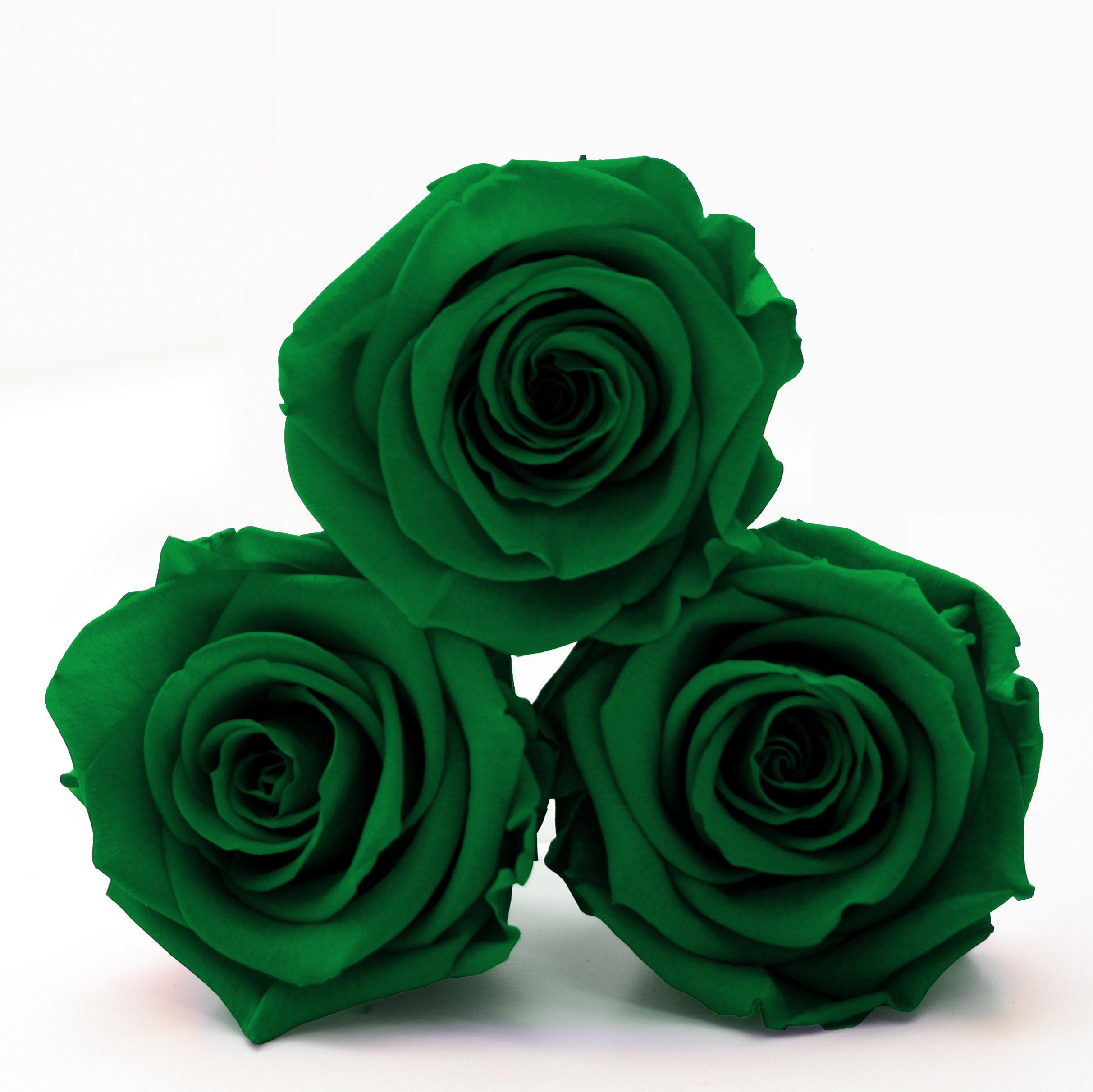 Green Infinity Roses that last a year Box of 6 rose heads. | Etsy