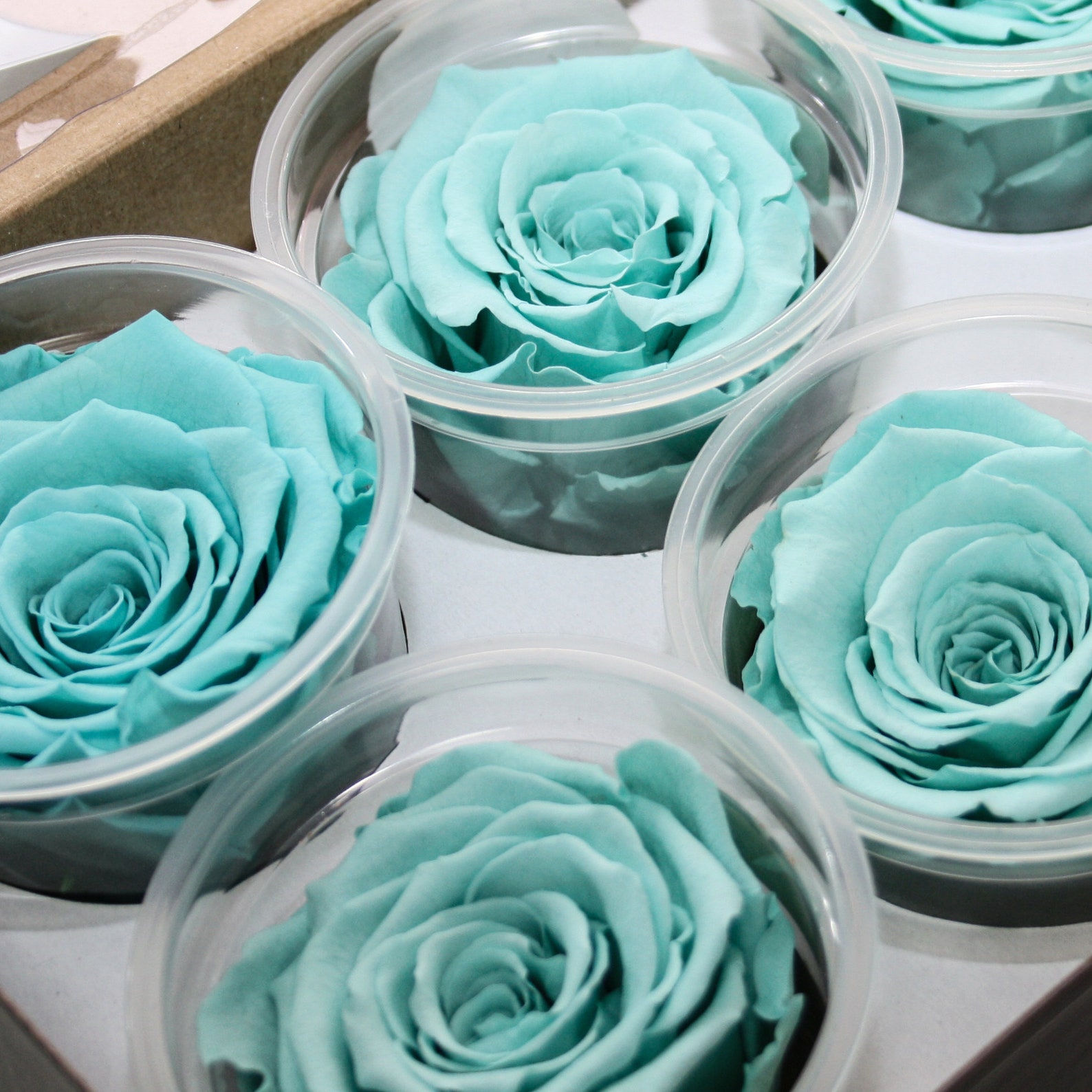 Blue Infinity Rose Box Roses That Last a Year With Mirror Etsy