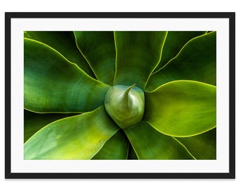 Agave Fine Art Photography, Succulent Close Up Large Canvas Print, Green Modern Botanical Art, Contemporary Decor, Abstract Plant, Floral